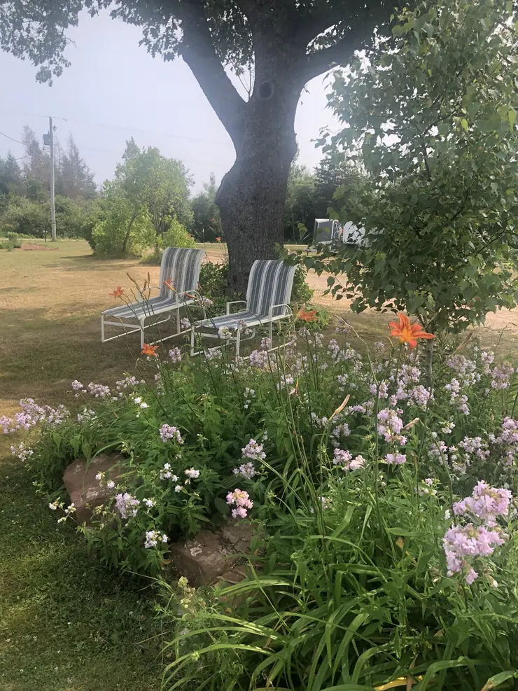 Lawn chairs under the big tree at the farmhouse