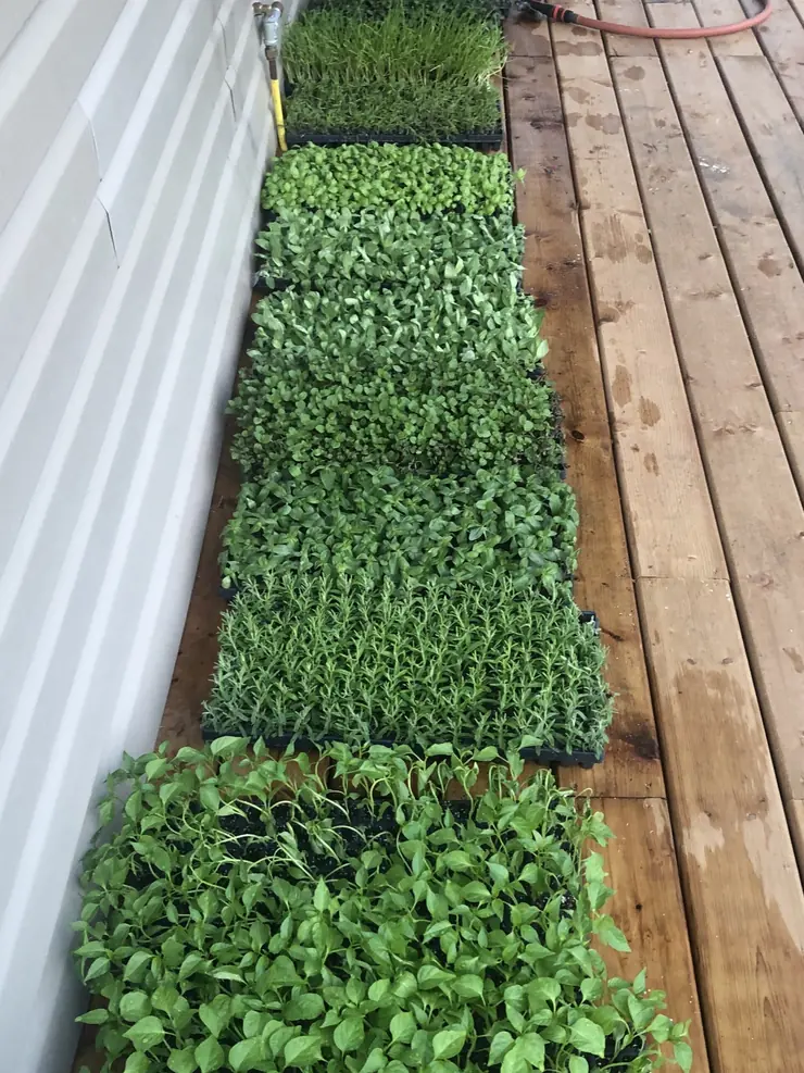 Seedling trays on the deck, ready for the field