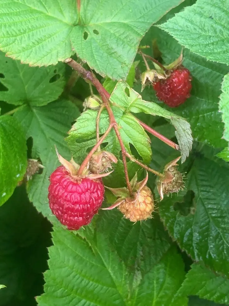 Raspberries ripening on the cane
