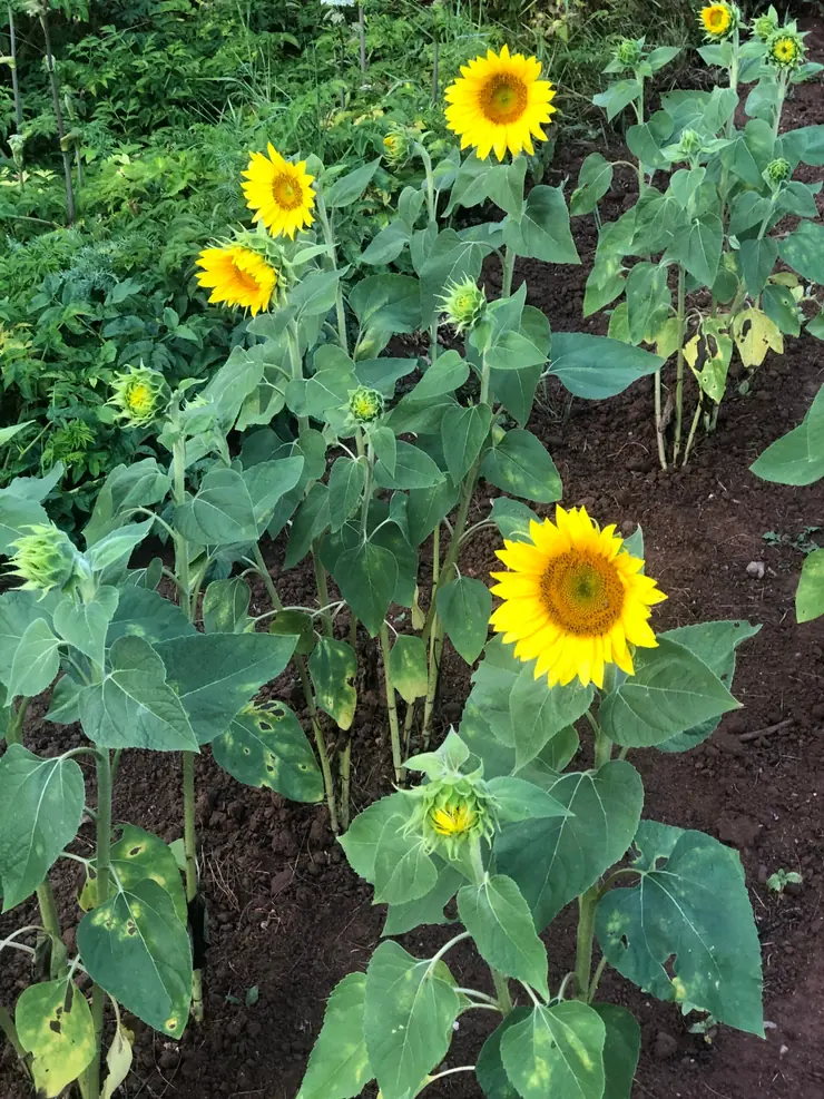 The sunflower row at 480 Abney Road