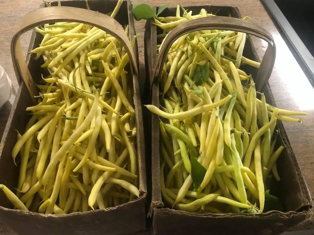 Fresh yellow beans in two woven baskets